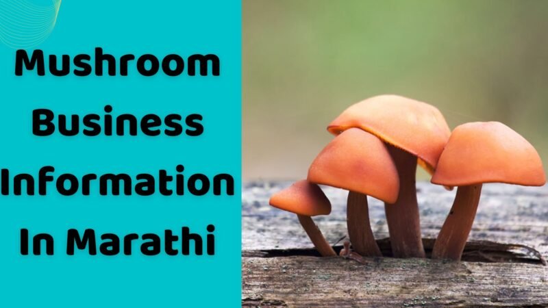 मशरूम उत्पादन व्यवसाय | Mushroom Business Information In Marathi
