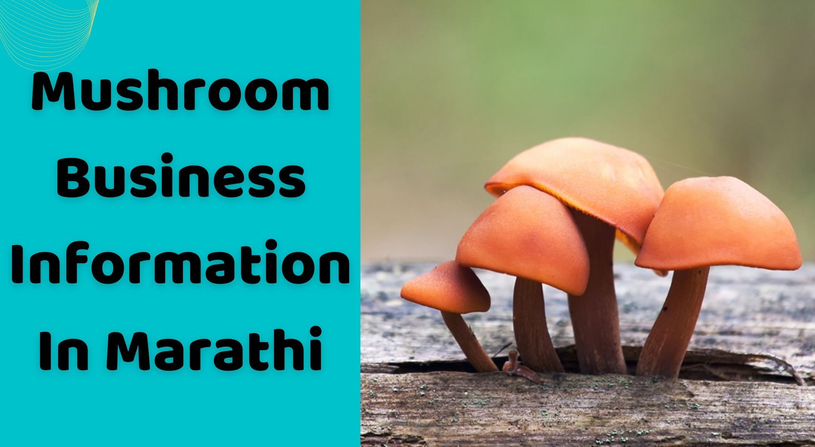 मशरूम उत्पादन व्यवसाय | Mushroom Business Information In Marathi