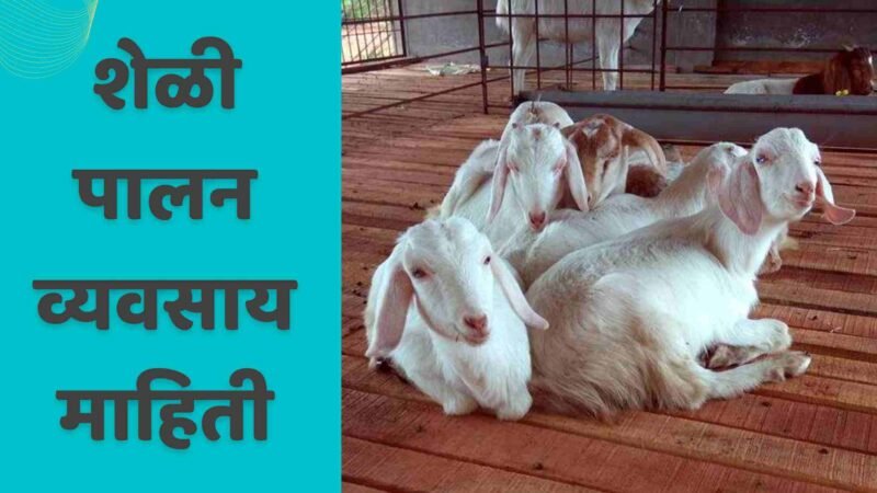 शेळी पालन व्यवसाय माहिती | Goat Farming Business Information In Marathi