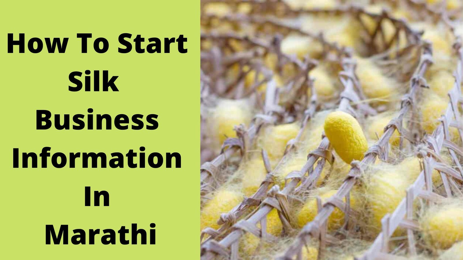 रेशीम उद्योगातून लाखोंचा नफा कमवा, रेशीम व्यवसाय माहिती | How To Start Silk Business Information In Marathi