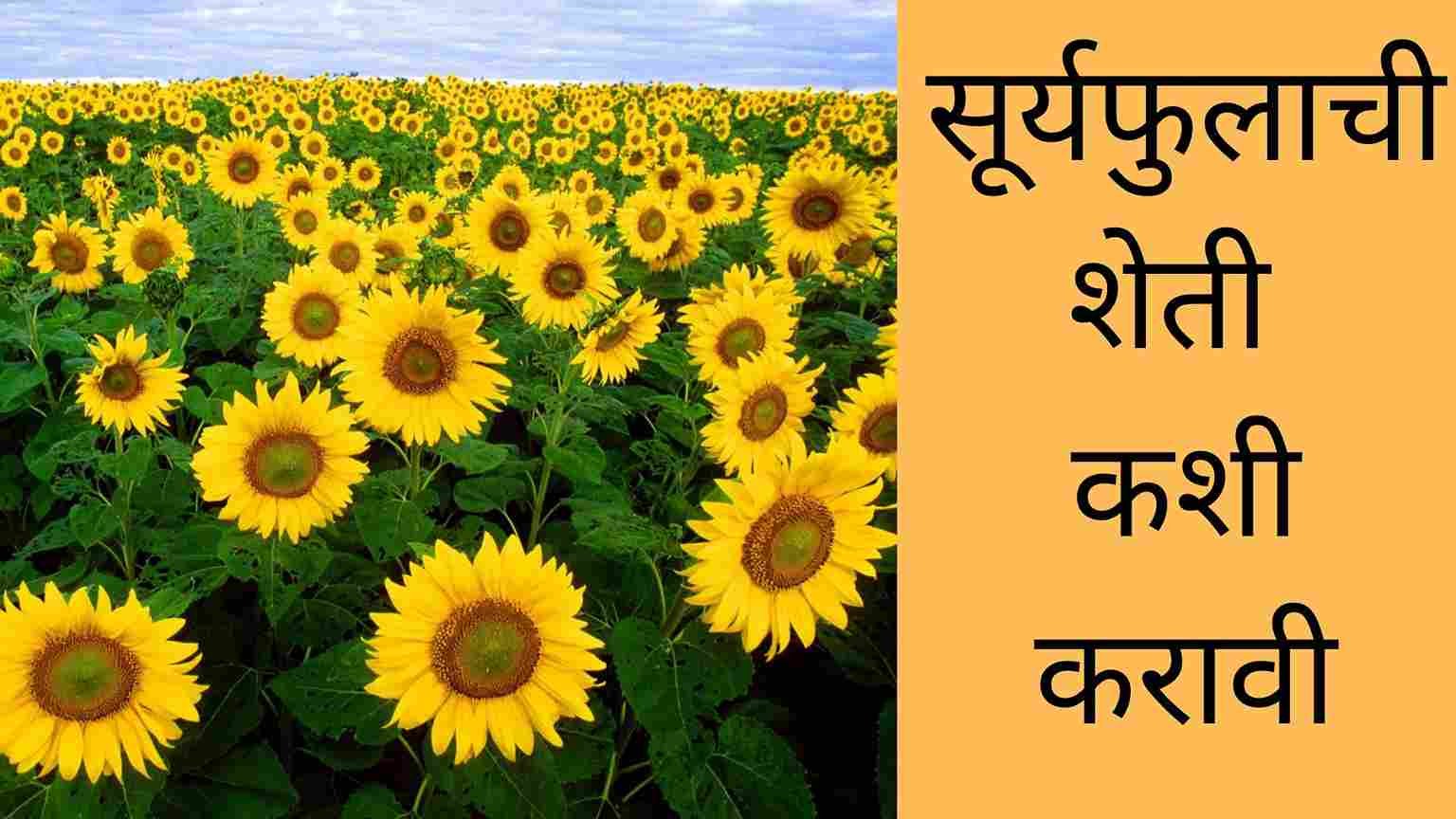 Sunflower Farming In Marathi