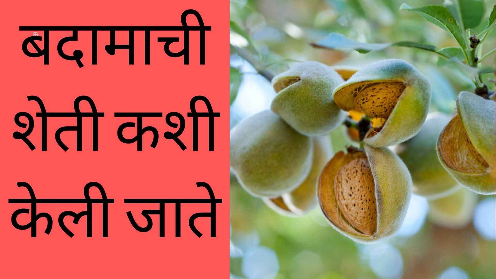 Almond Farming Information Marathi