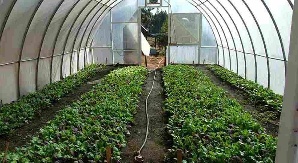 Green House Farming Information In Marathi
