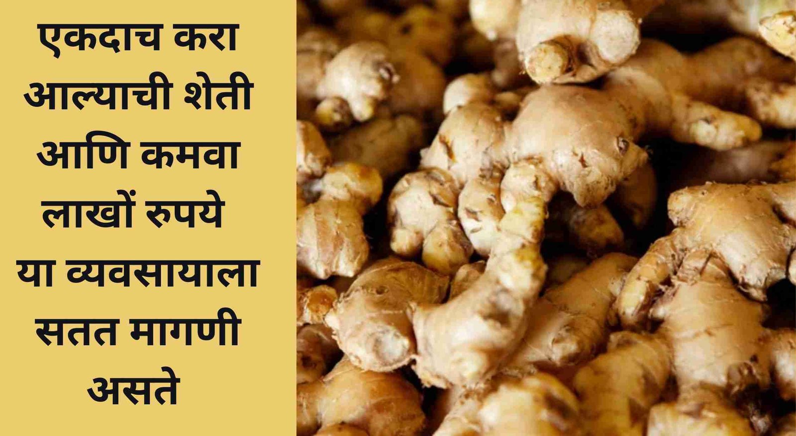 Ginger Farming Business In Marathi