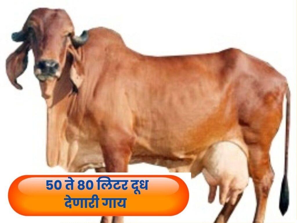 Dairy Farming Business In Marathi