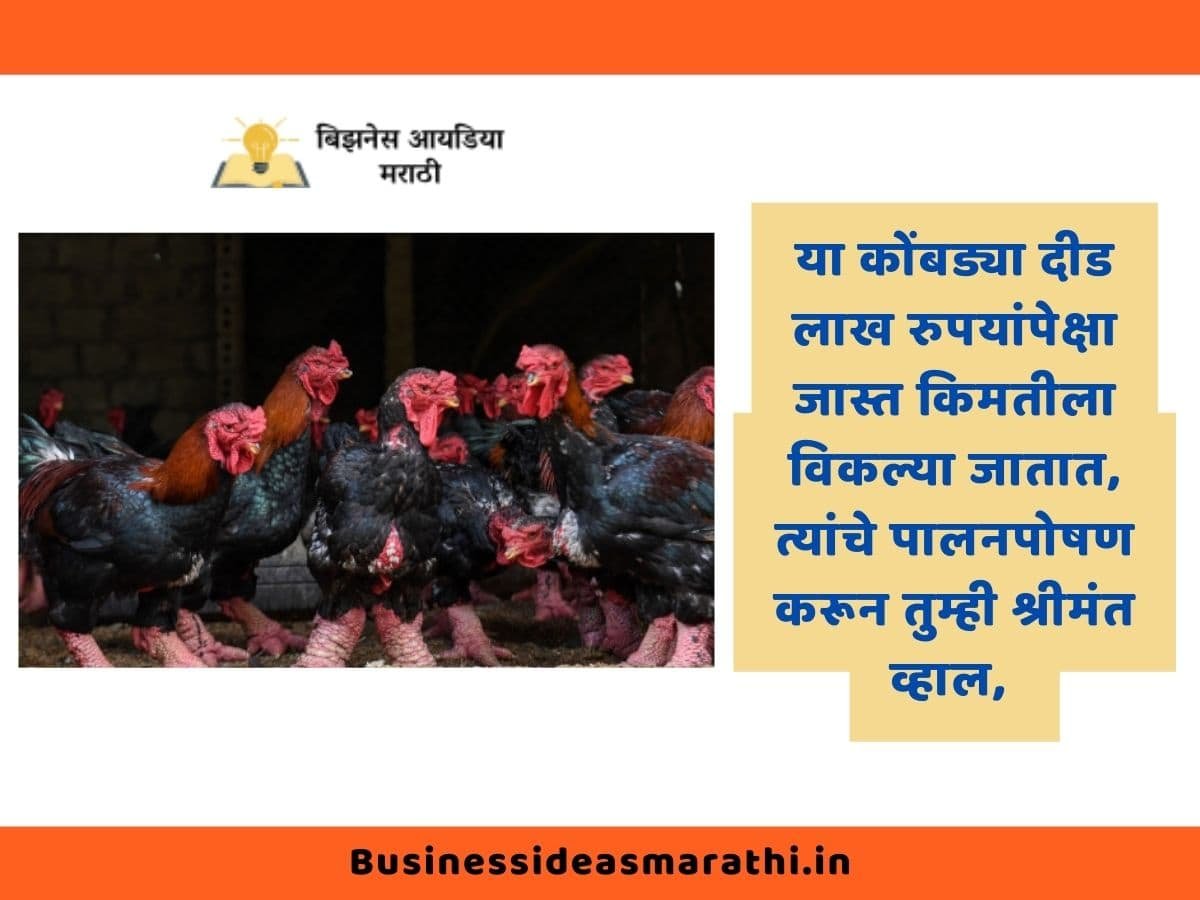 Poultry Farming Business Information In Marathi