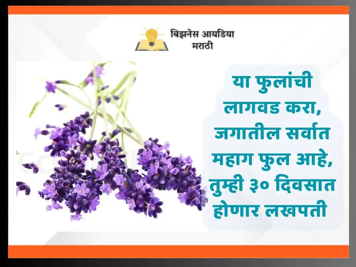 जगातील सर्वात सुवासिक आणि महागड्या फुलाची लागवड केल्यास अवघ्या 30 दिवसात तुमच्या घरात पडेल पैशाचा पाऊस, जाणून घ्या माहिती