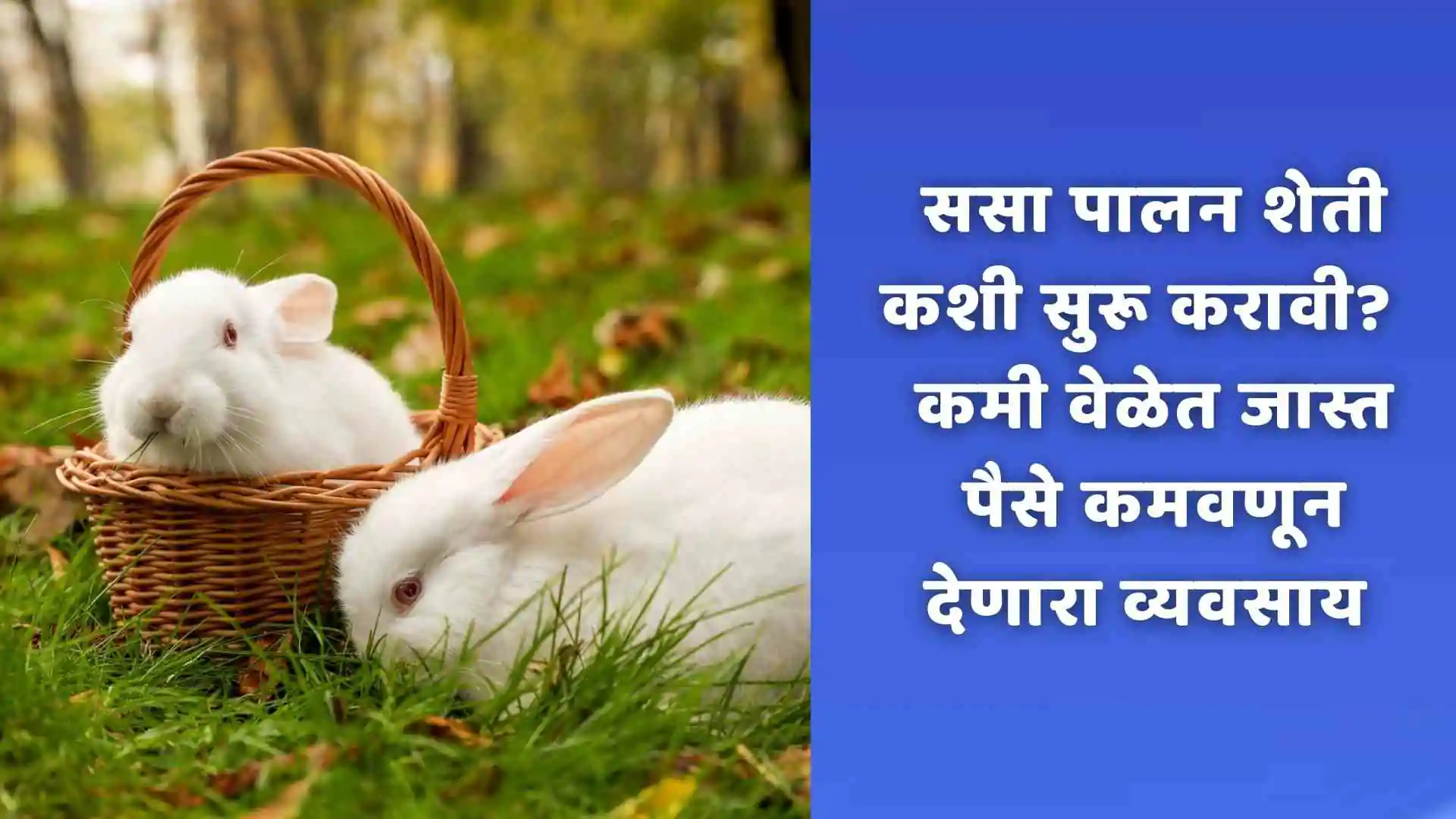 ससा पालन शेती कशी सुरू करावी? | Rabbit Farming Business In Marathi